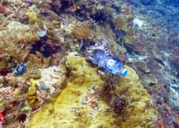 Basura plástica invade zona arrecifal de Quintana Roo