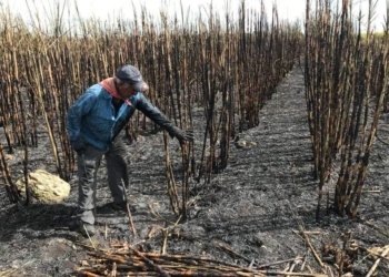 Aseguradora responde a productores cañeros, libera 7 millones de pesos