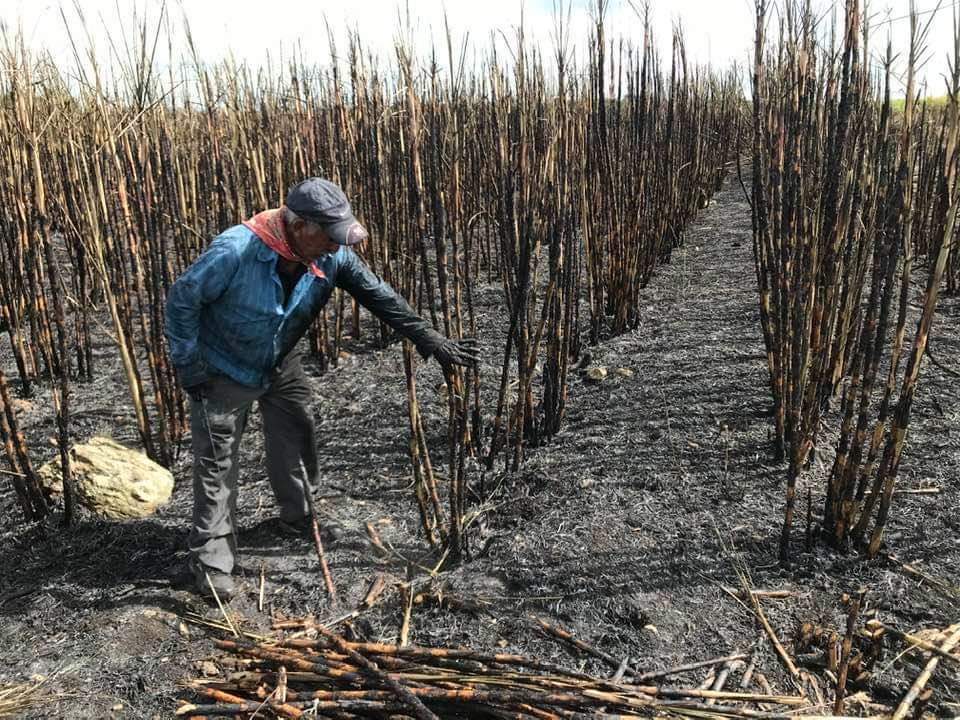 Aseguradora responde a productores cañeros, libera 7 millones de pesos