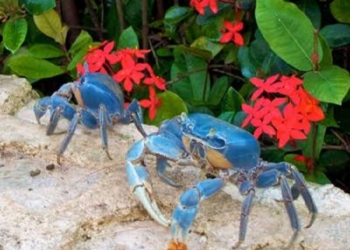 Cangrejos azules realizan cruce para desovar en el mar