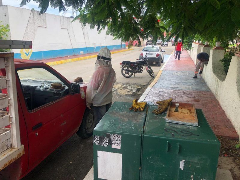 PC Municipal rescatan enjambre de abejas