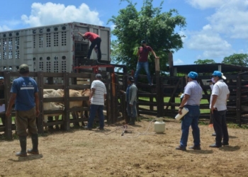 Abandona Gobierno Federal a Ganaderos de Quintana Roo
