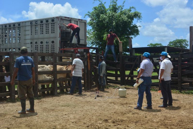 Abandona Gobierno Federal a Ganaderos de Quintana Roo