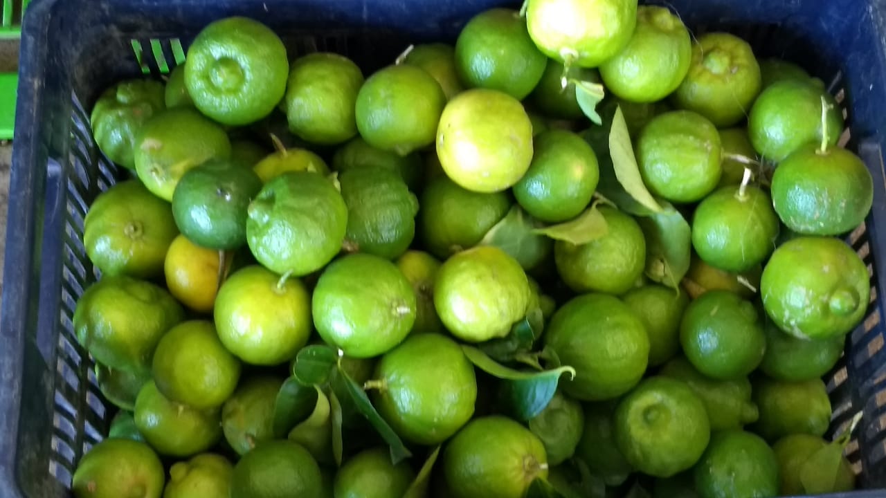 Aumenta precio de limón