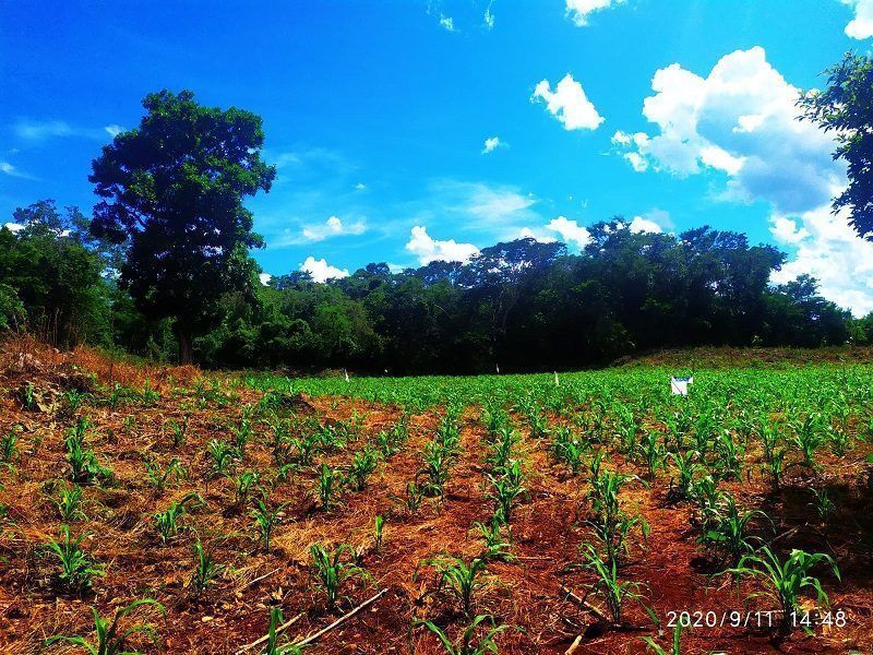 La tuza, de plaga a ingrediente básico de un rico manjar de los pueblos mayas