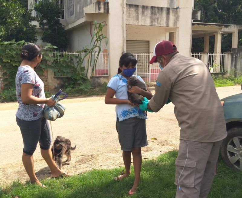 Inicia Jornada de Vacunación Antirrábica Canina y Felina 2020