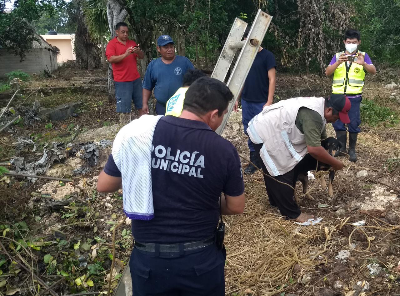 Rescatan canino atrapado dentro un sumidero