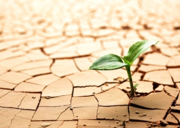Resiliencia, como sostenibilidad y ecosistema, ¿en riesgo de cooptación?