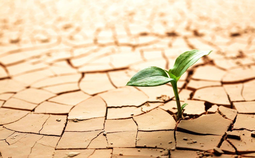Resiliencia, como sostenibilidad y ecosistema, ¿en riesgo de cooptación?