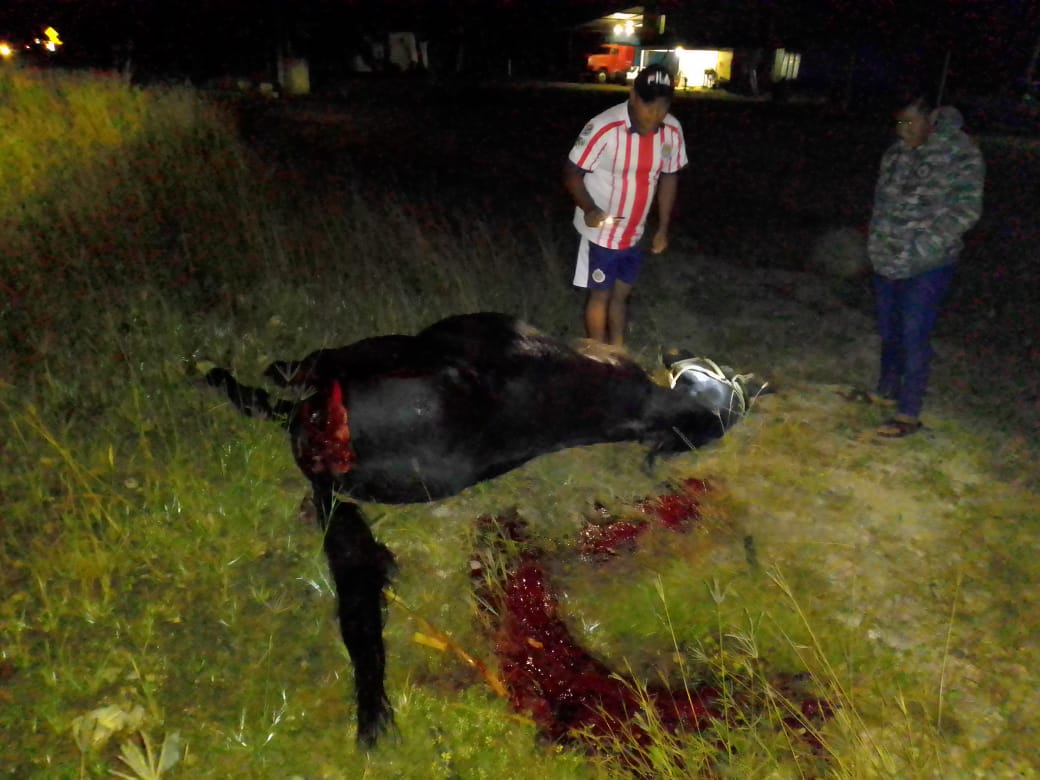 Muere caballo atropellado en Carlos A. Madrazo