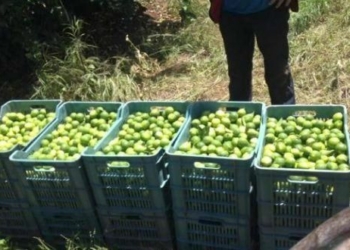 Productores de cítricos denuncian veto del gobierno de Yucatán