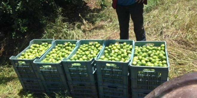Productores de cítricos denuncian veto del gobierno de Yucatán