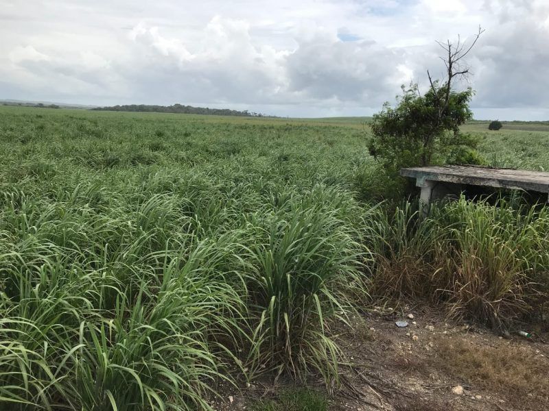 Sin afectaciones cultivos de caña por lluvias