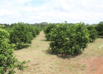 Levanta Yucatán prohibición de limón quintanarroense