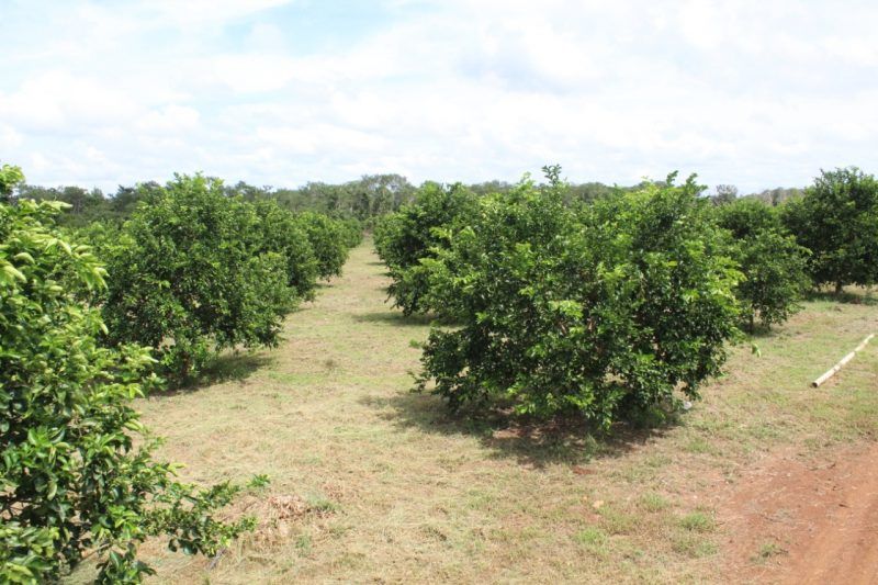 Levanta Yucatán prohibición de limón quintanarroense