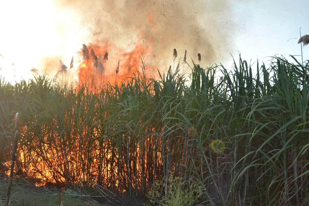 Firman cañeros e ingenio inicio de zafra, será en diciembre