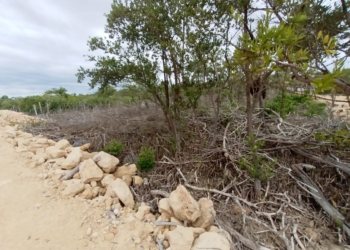 Avala SEDARPE ecocidio en Punta Lagarto-Bocana del Ejido Calderitas-Luis Echeverría; un paraíso de intereses