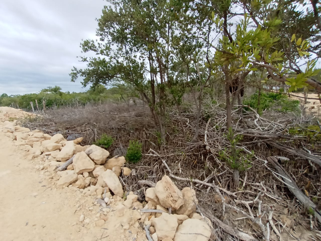 Avala SEDARPE ecocidio en Punta Lagarto-Bocana del Ejido Calderitas-Luis Echeverría; un paraíso de intereses