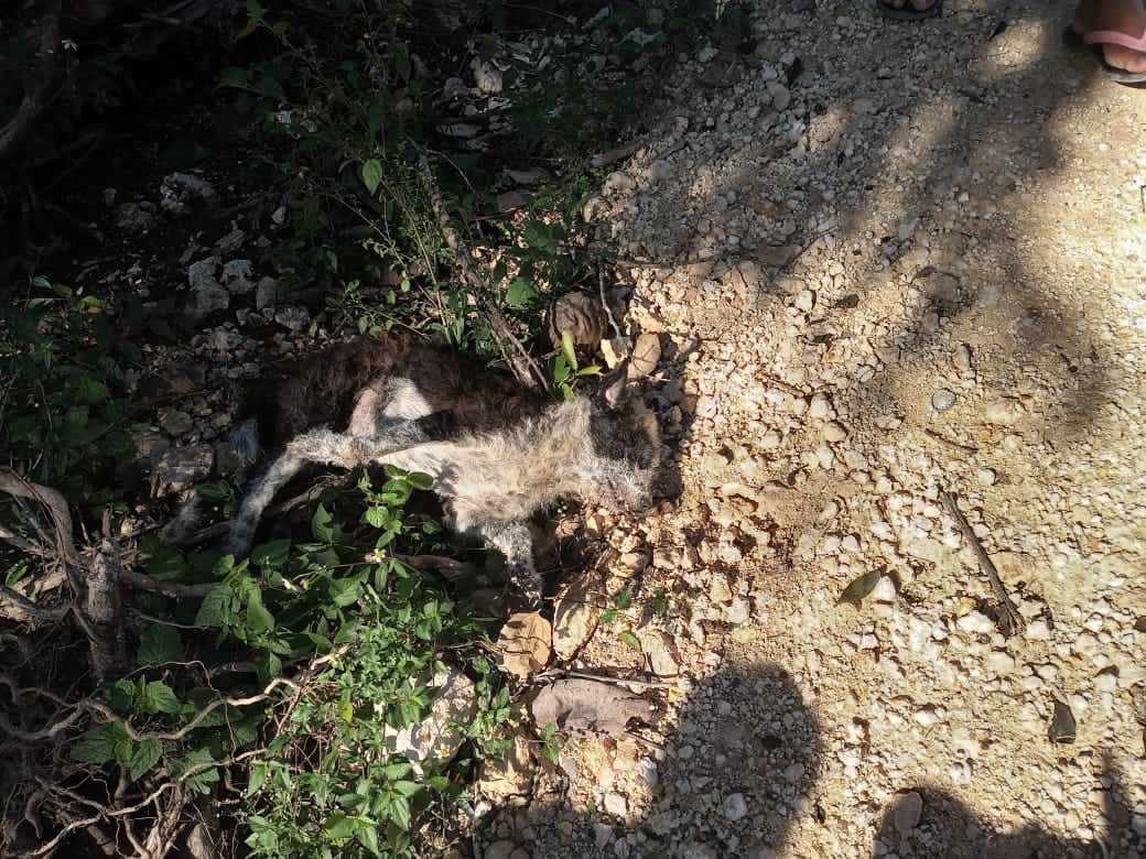 Denuncian constante envenenamiento de animales domésticos