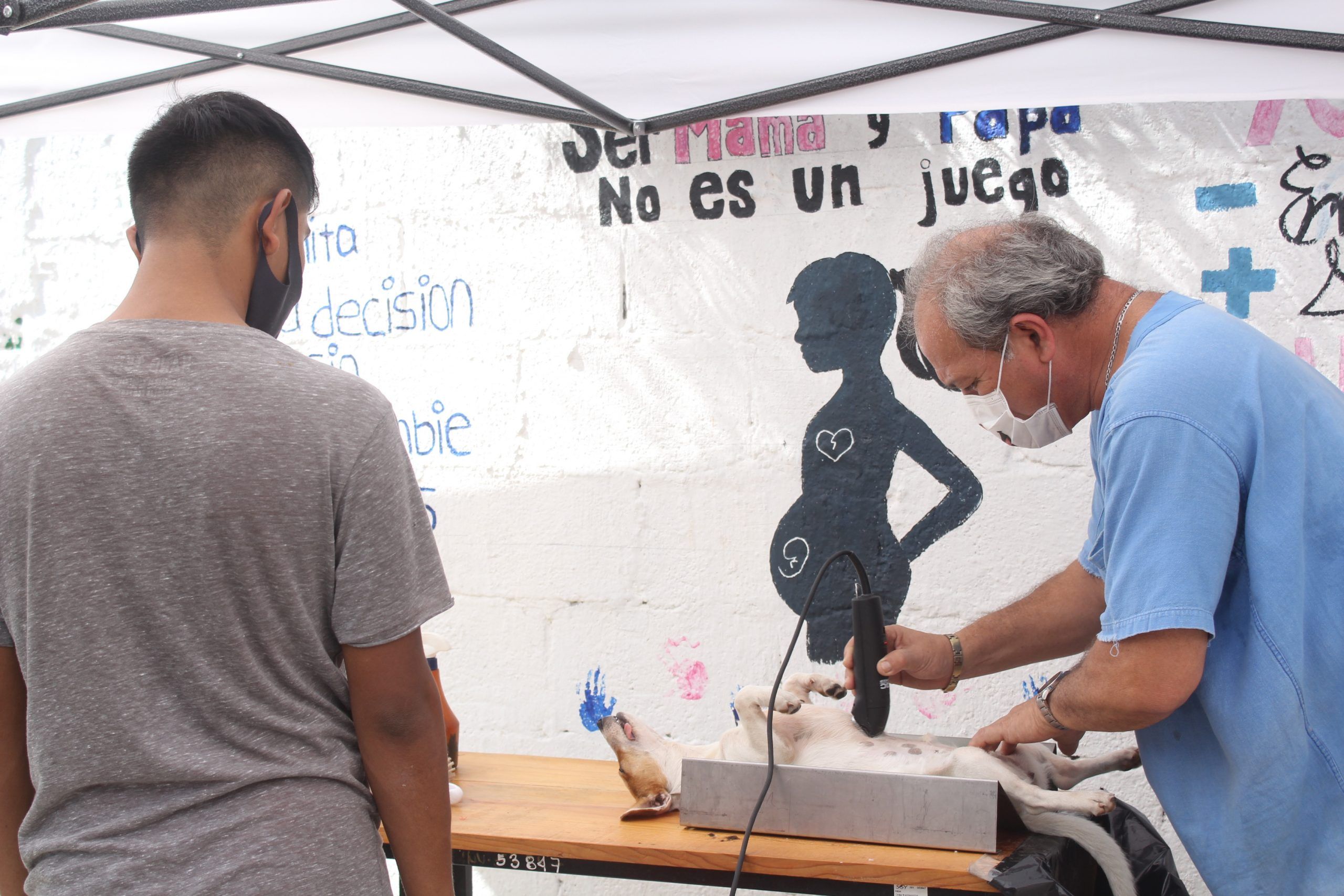 Valladolid primer lugar a nivel estatal en acciones de esterilización; se fomenta la protección y la tenencia responsable