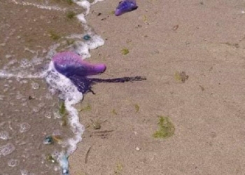 Alertan sobre aparición de especie tóxica llamada “Fragata Portuguesa” en playas de la Riviera Maya