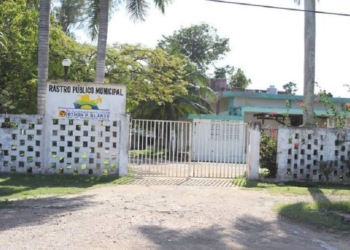 Alerta sanitaria en Quintana Roo por virus desconocido en cerdos