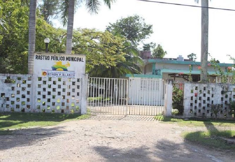 Alerta sanitaria en Quintana Roo por virus desconocido en cerdos