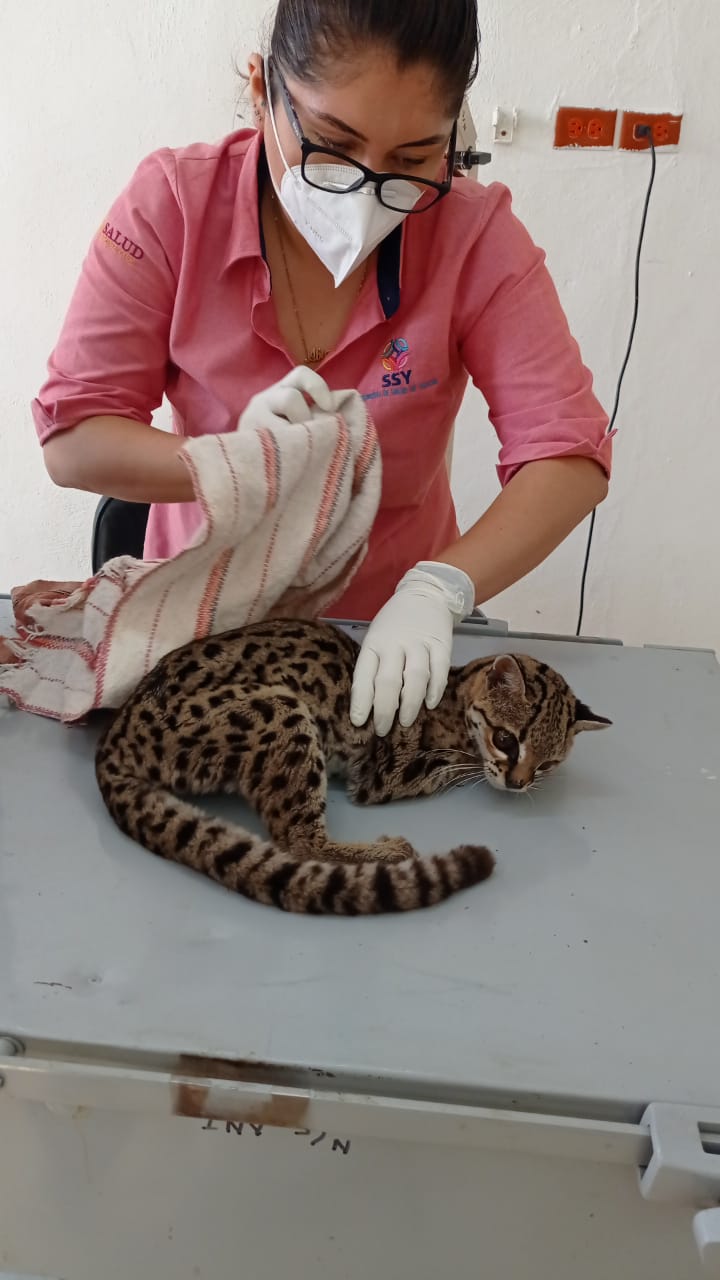 Encuentran herida y sobre la calle a especie felina en peligro de extinción