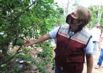 Gobierno de Solidaridad refuerza el desarrollo comunitario con «Huertos de Traspatio»