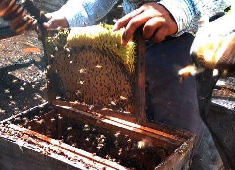 Apicultores cardenenses comienzan a recuperarse tras huracanes de 2020