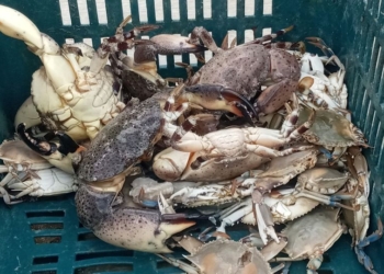 Mal clima e intromisión de pescadores yucatecos impiden a cardenenses satisfacer demanda de Cuaresma