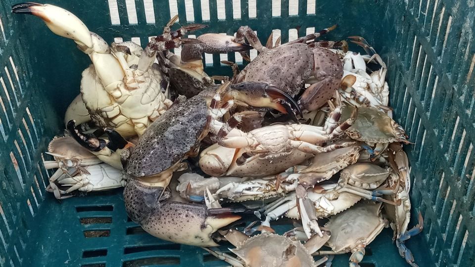 Mal clima e intromisión de pescadores yucatecos impiden a cardenenses satisfacer demanda de Cuaresma