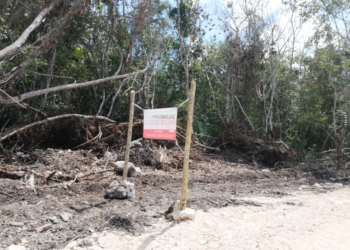Profepa clausura camino de acceso a balneario en comunidad de Chetumal por atentar contra flora