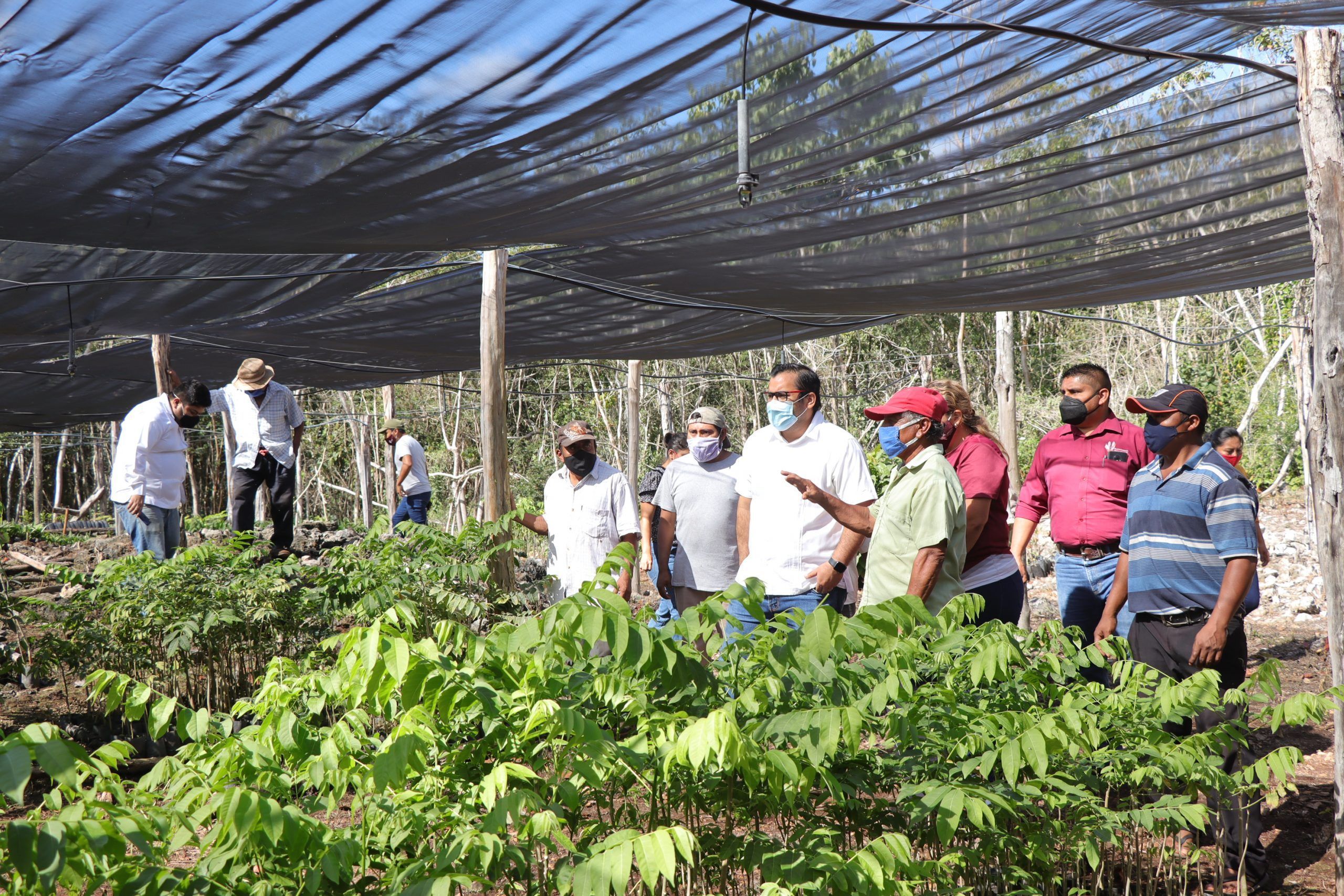 Beneficiarios de Sembrando Vida, de Santa Eleuteria, si «le están sacando jugo al programa»