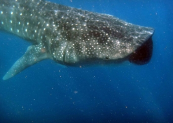 El Caribe mexicano, un sitio privilegiado para observar especies marinas: Alberto Friscione