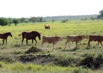 Desde el campo bacalarense… ¡Sigue la yunta andando! ¡Desperdician potencial agropecuario!