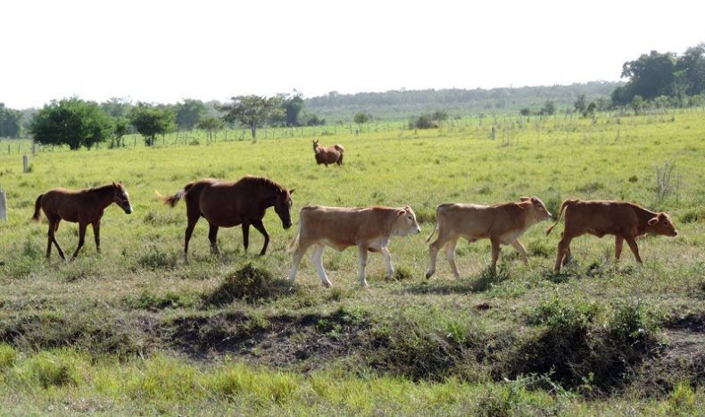 Desde el campo bacalarense… ¡Sigue la yunta andando! ¡Desperdician potencial agropecuario!