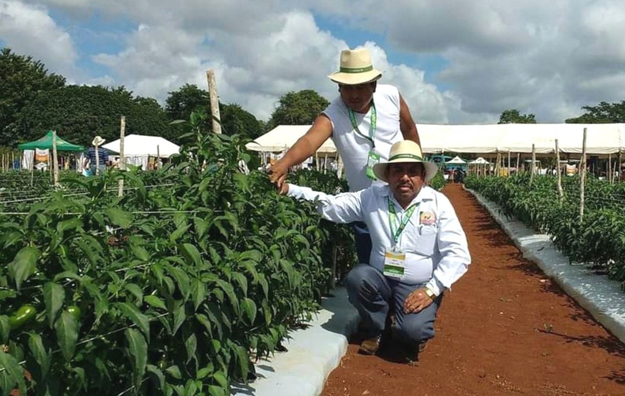 Cooperativa maya carrilloportense reanuda producción de chile tras cese de ocho meses por pandemia