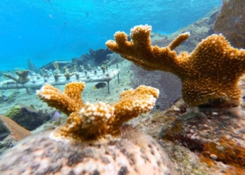 Prosiguen trabajos para continuar desarrollo de corales en Cozumel