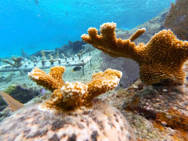 Prosiguen trabajos para continuar desarrollo de corales en Cozumel