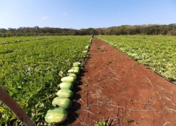 En los próximos días, iniciarán el primer corte de sandia en el “El Verdón”