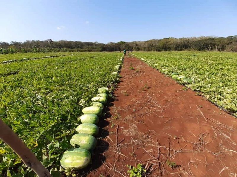 En los próximos días, iniciarán el primer corte de sandia en el “El Verdón”