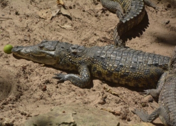 Niegan que se permita dar atención a los animales cautivos en Crococun