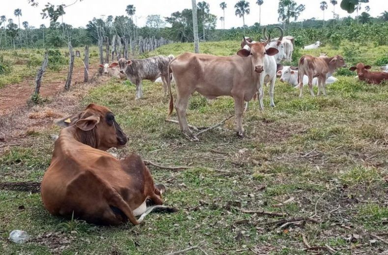 300 ganaderos cardenenses afectados ya por secas, aunque lo consideran “normal”