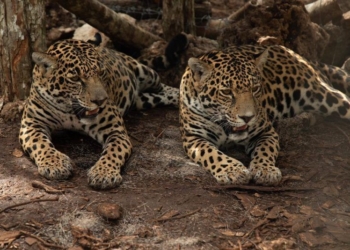 Liberan a dos jaguares hembra que hace 4 años fueron rescatadas en Calakmul