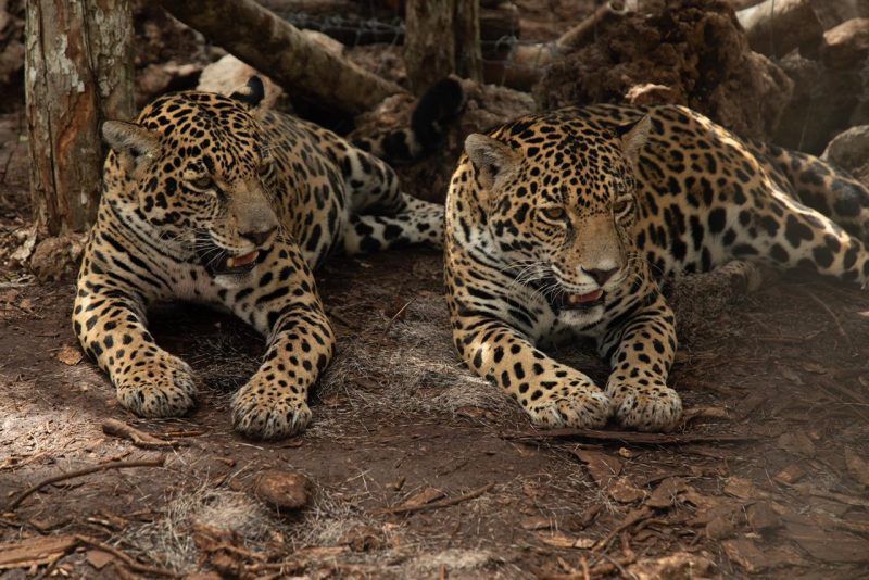 Liberan a dos jaguares hembra que hace 4 años fueron rescatadas en Calakmul