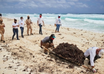 Autoridades supervisan acciones para mantener las playas de Cozumel libres de sargazo
