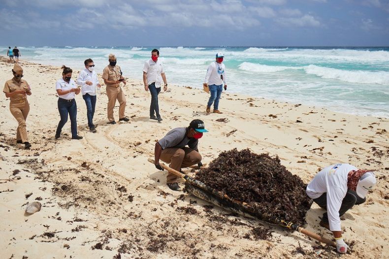 Autoridades supervisan acciones para mantener las playas de Cozumel libres de sargazo