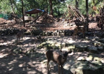 Piden reubicar animales en predio bajo litigio en Puerto Morelos