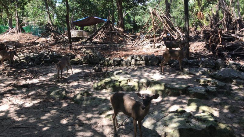 Piden reubicar animales en predio bajo litigio en Puerto Morelos